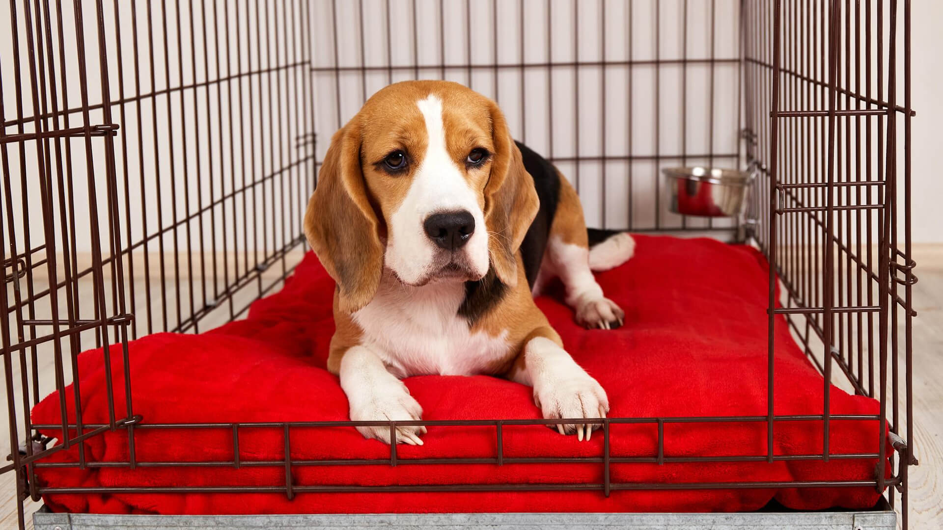 How long can a dog safely be in a crate?