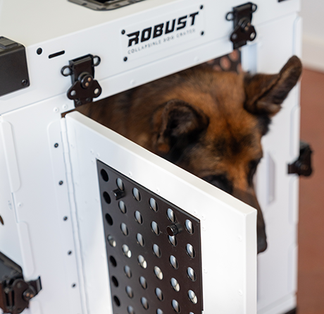 German Shepherd looking out of a white Robust crate fitted with the Anti-Stress Door.