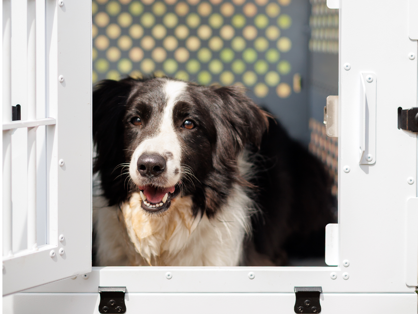 Robust Crate