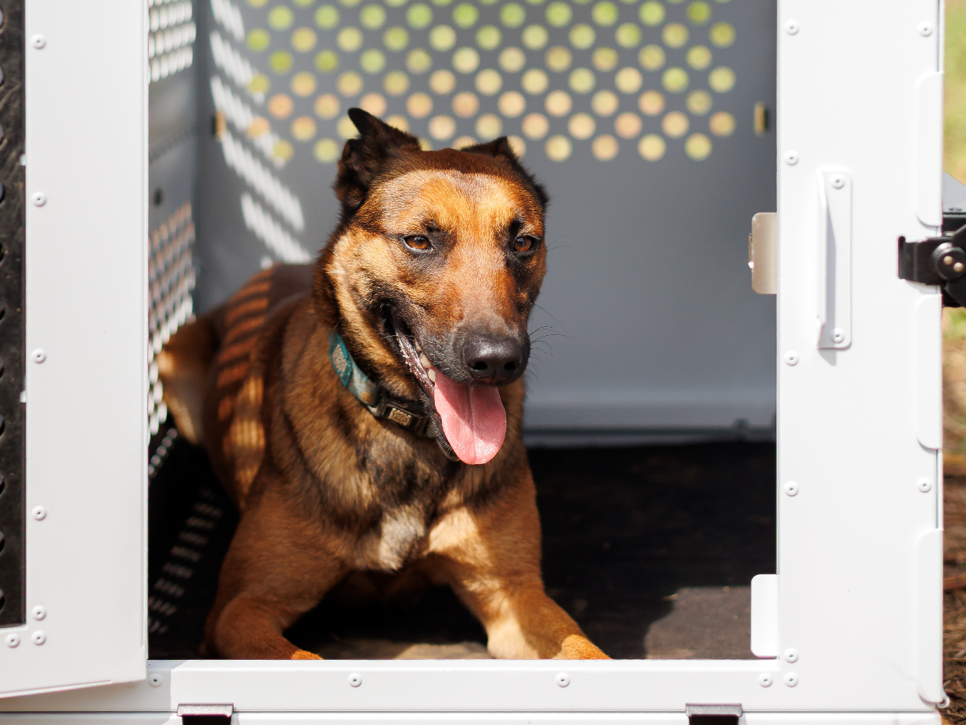 Dog Crate For Home
