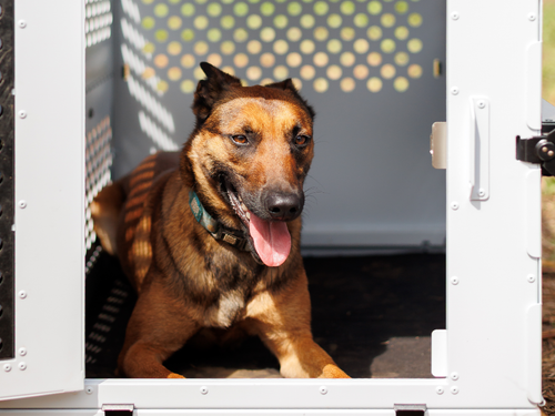 Dog Crate For Anxious Dogs