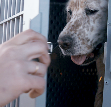 Hunter opening a Robust dog crate with a hunting dog inside.