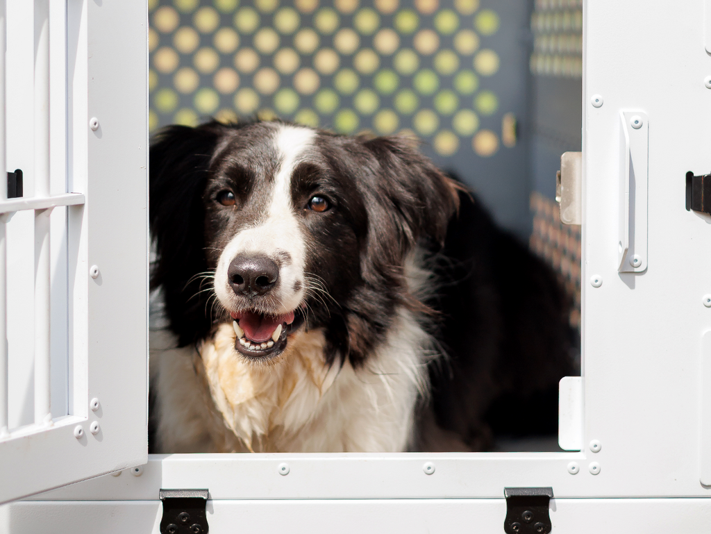 Dry Floor for Dog Crate