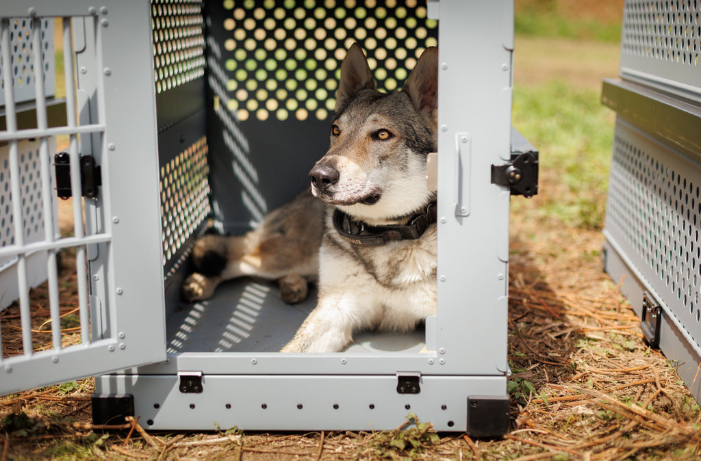 Czechoslovakian Wolfdog resting inside an open grey Robust collapsible dog crate outdoors