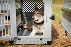 Czechoslovakian Wolfdog resting inside an open grey Robust collapsible dog crate outdoors