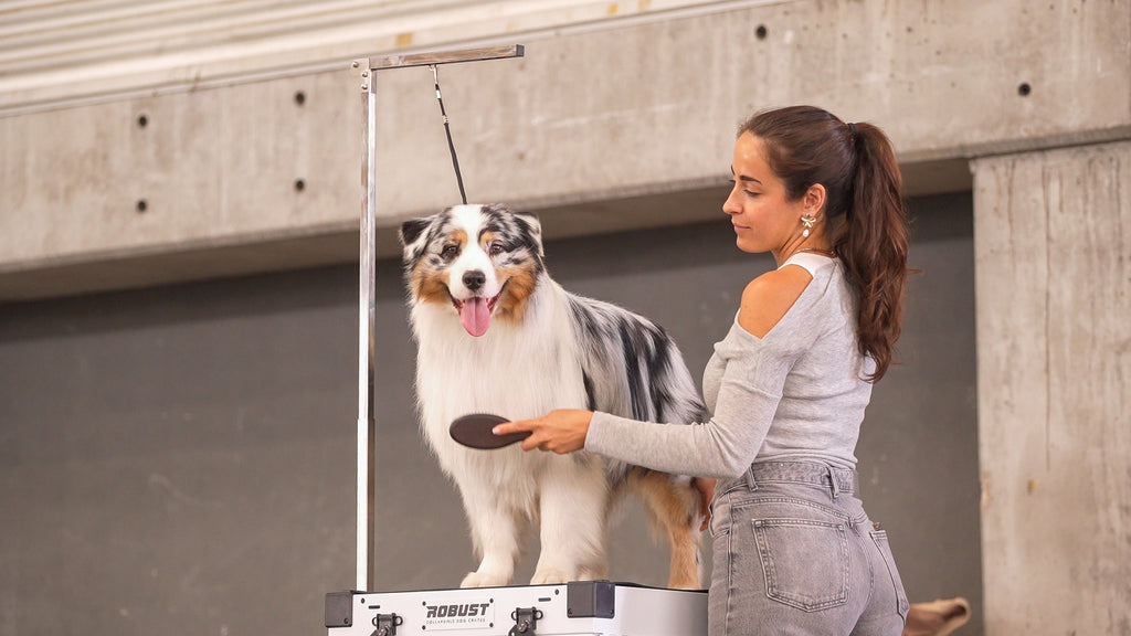 Woman brushing an Australian Shepherd on the Robust Grooming Set.