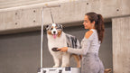 Woman brushing an Australian Shepherd on the Robust Grooming Set.