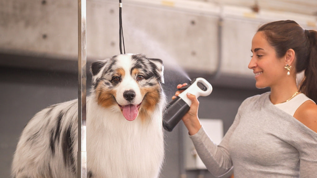 Woman drying an Australian Shepherd using the Robust Grooming Set.