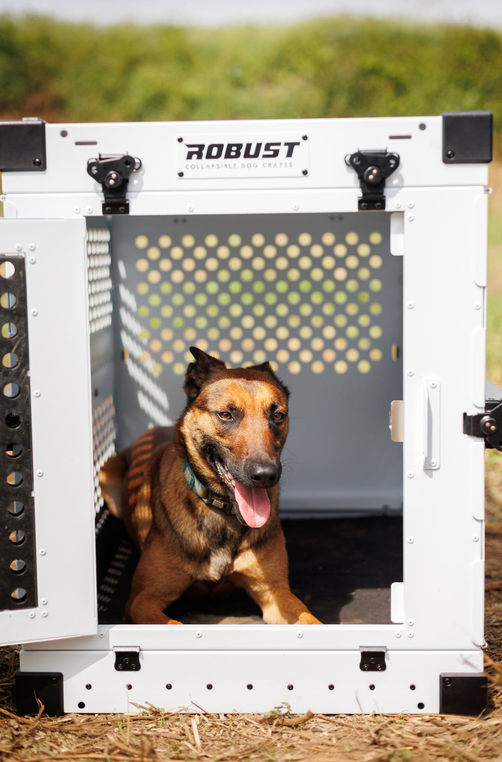 Belgian Shepherd resting inside an open white Robust collapsible dog crate outdoors.