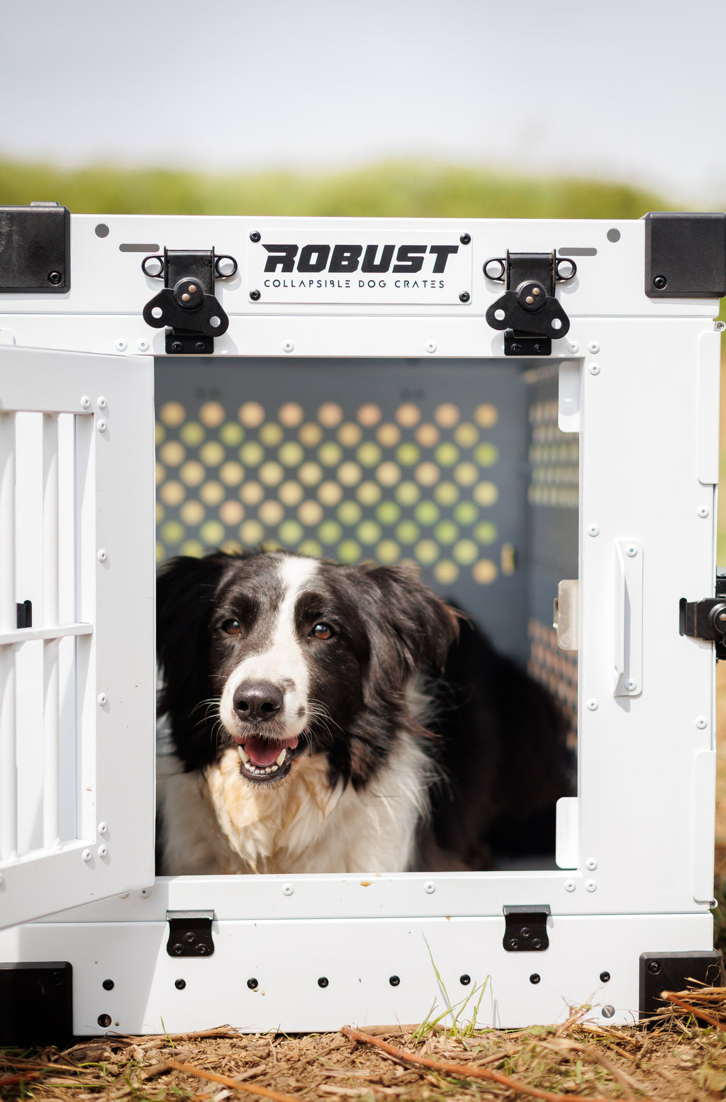 Black and white Border Collie resting inside an open white Robust collapsible dog crate outdoors